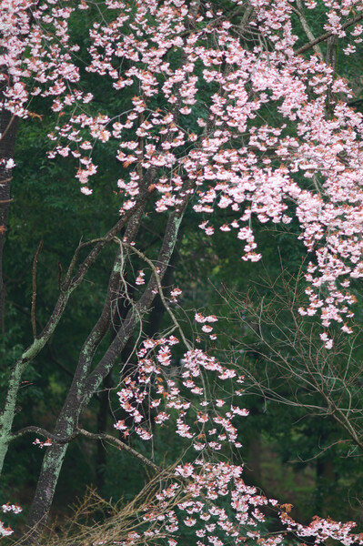甘樫丘（飛鳥）の山桜