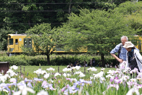 白い花菖蒲と黄色い電車