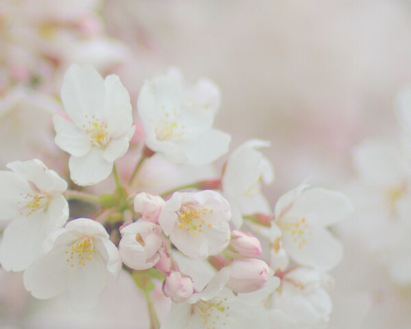 【桜】　新年度あけましておめでとうございます