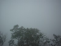 霧にぃ〜♪