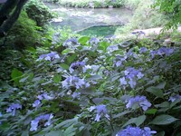 アジサイの有る庭園風景