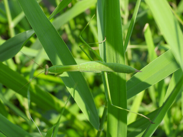 オオカマキリの幼虫？