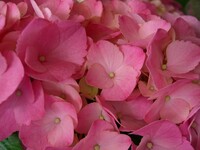 売り場の花-3　ピンク色