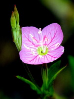 赤い路傍の花