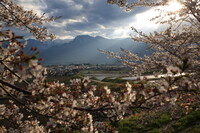 別れの葉桜と、水鏡の映えし頃