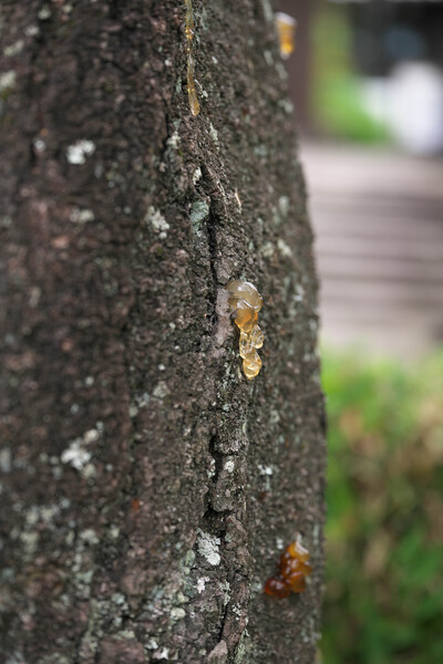水飴ではないのだ