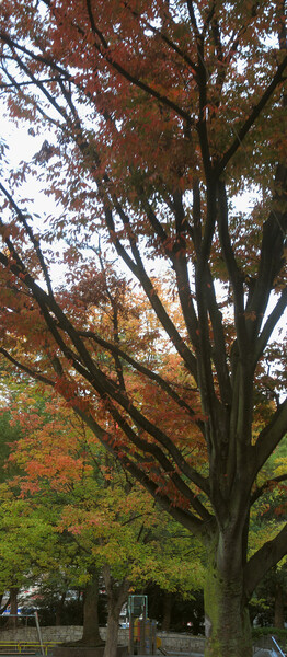 【秋】公園の木空へ