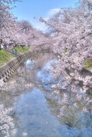 【淡彩】桜色日和
