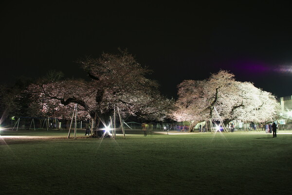 夜桜・・・