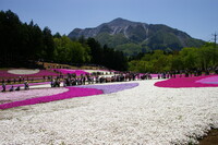 人と芝桜