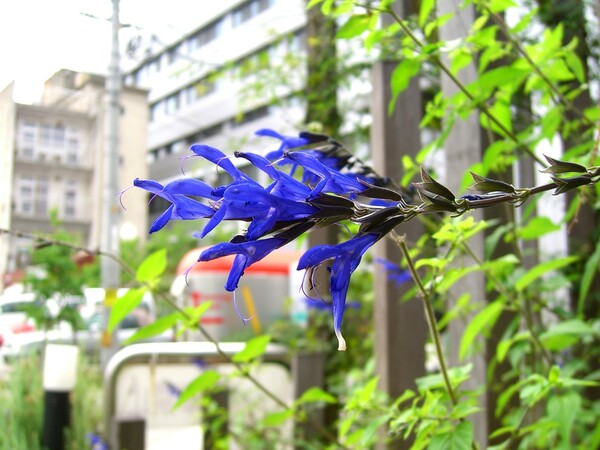 【花のある情景】爽やか