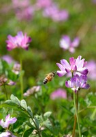 蓮華草にミツバチ