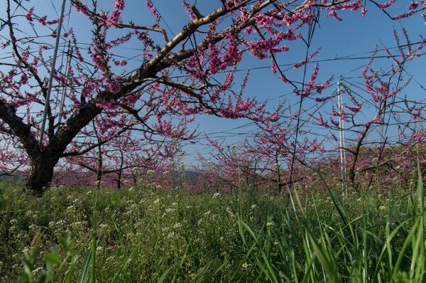 虫さんが見た桃源郷