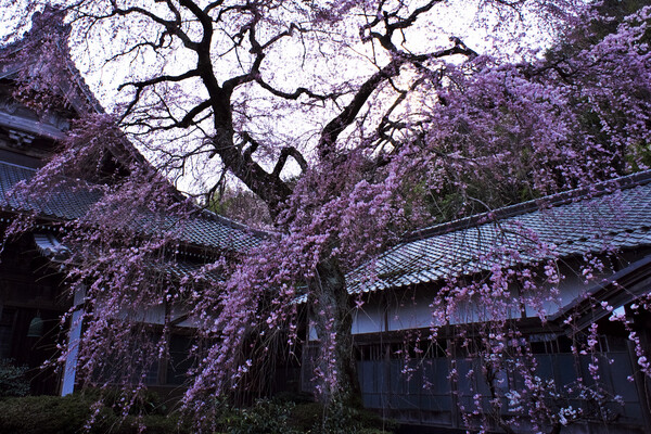 【おだやかに・・・春】 勝泉寺のしだれ桜