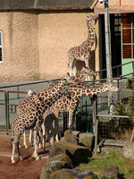 ◆冬の動物園から-44