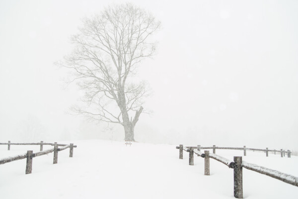 雪が降る（ストロボ無しVer）