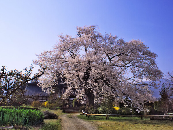 【おだやかに・・・春】 松源寺の門前桜・満開