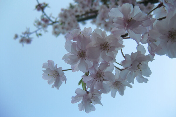 【緑】透けた八重桜