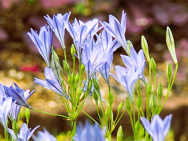 今朝撮った花トリテレイア