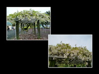 熱海「サンレモ公園」の白藤