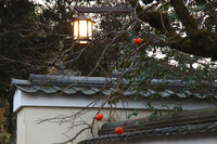奈良の朝