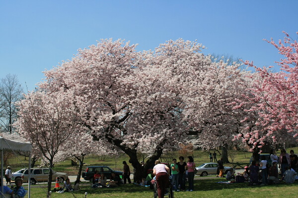 OHANAMI