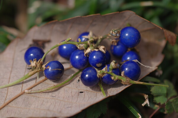 里山2012春の訪れ（Masa Ver)４　青い宝石　