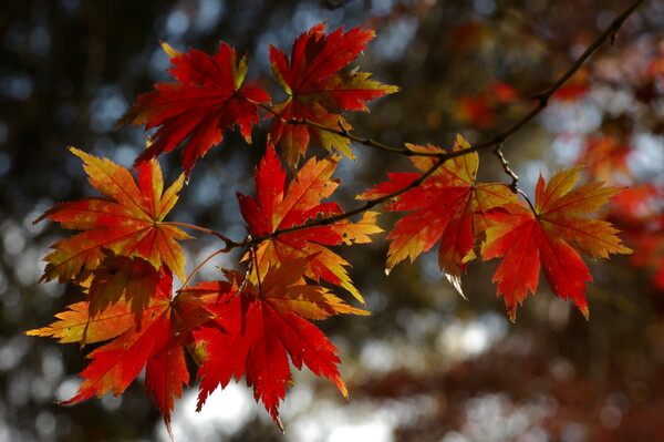 変わり紅葉