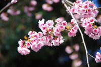 東京見物　上野公園の桜