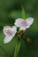 白い紫露草