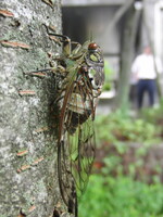 ミンミンゼミ　♀