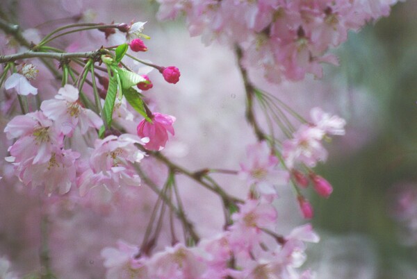大阪の枝垂れ桜