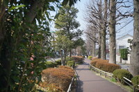 ユリノキ公園