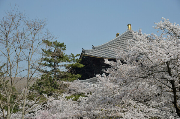 桜と大仏殿