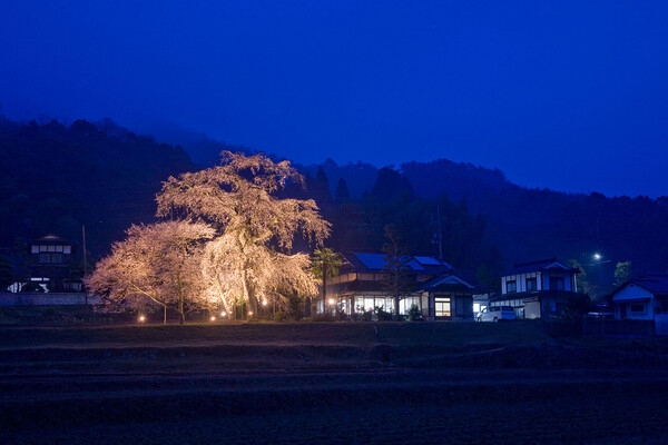 民家の桜