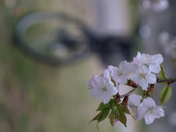 庭の桜と自転車