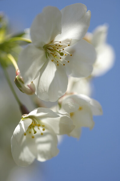 パステルの桜