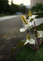 嫌われ者ですが