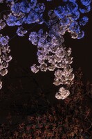梅田の夜桜