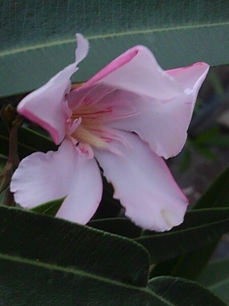 庭のピンクの花（6/4に撮影）