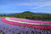 茶臼山と芝桜