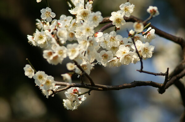 『春』梅の鼻毛は長いね