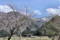 【桜】春の訪れ
