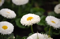 白い花3