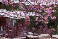 満開の蝦夷山桜