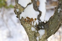 雪に凍えるサンシュユ