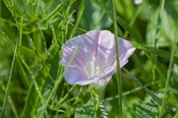 朝露の降りた雑草の中に・・。