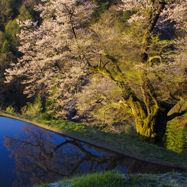 【スクエア】雲舞淡桜