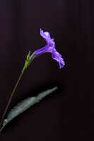 紫宝華