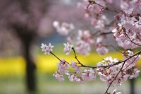 高遠桜